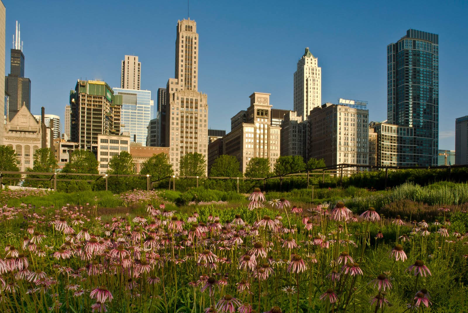 Shot of the Day Grant Park Chicago