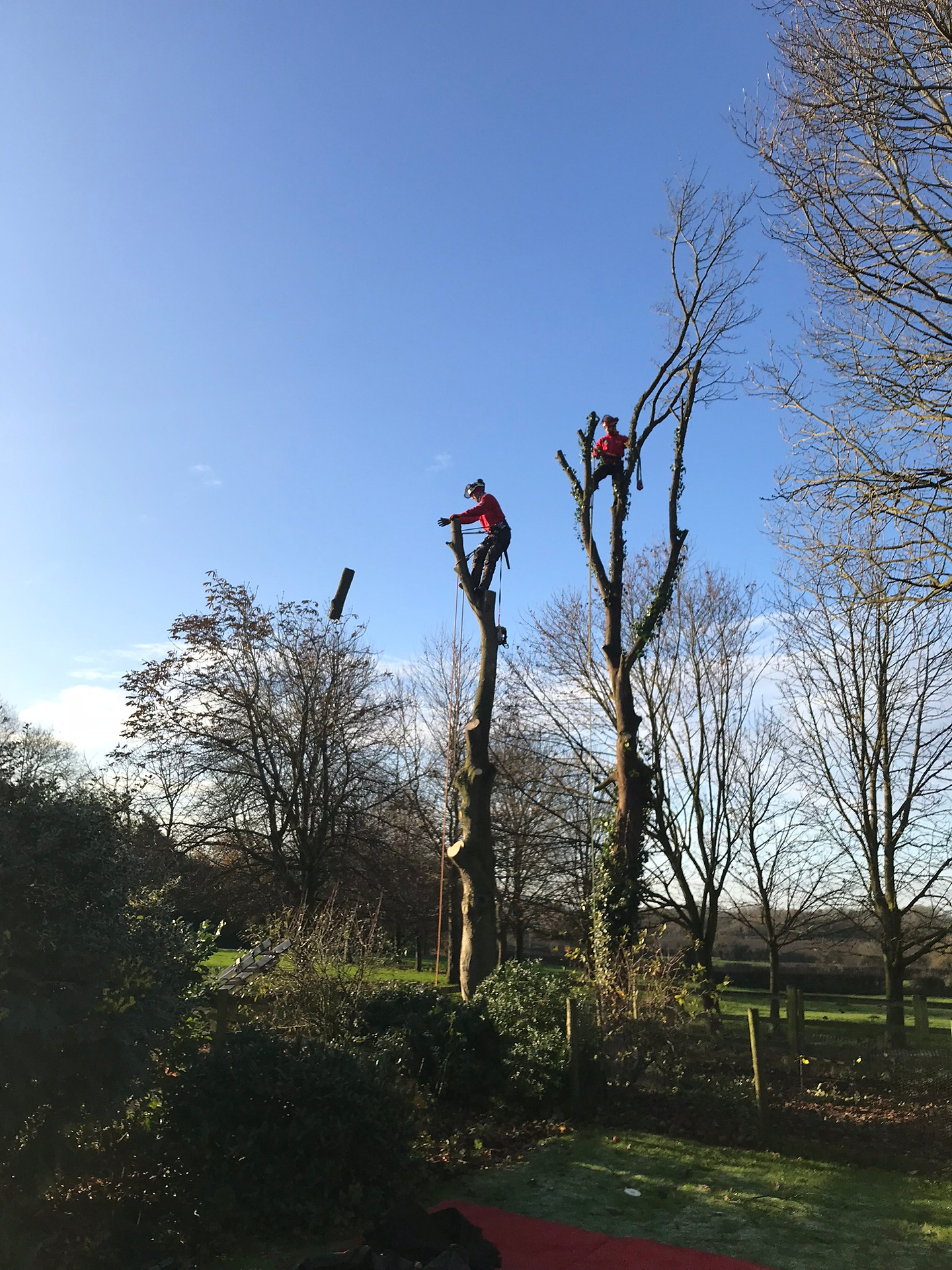 About Us Johnson Tree Care